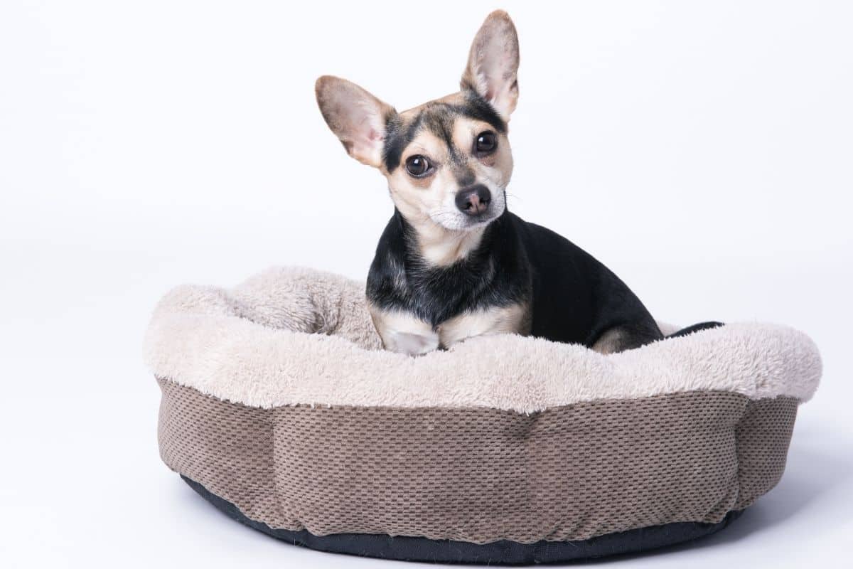 12 Best Calming Dog Beds With Buyer’s Guide