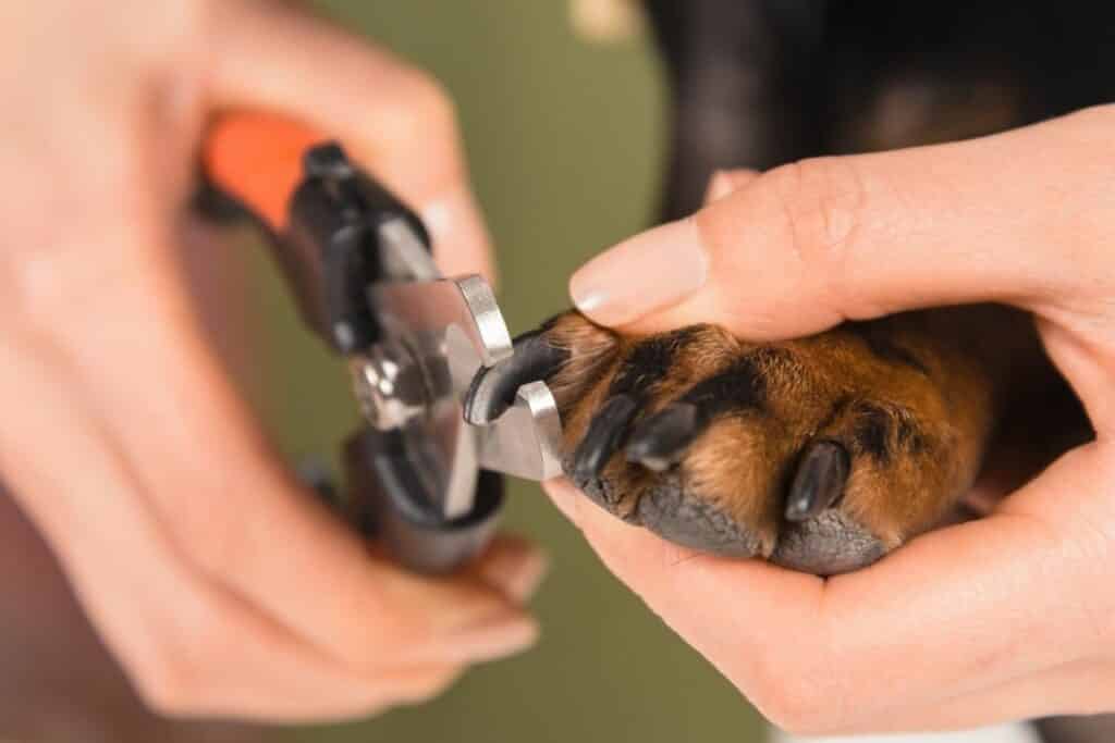 25. Keep your Dog's Nails Trimmed
