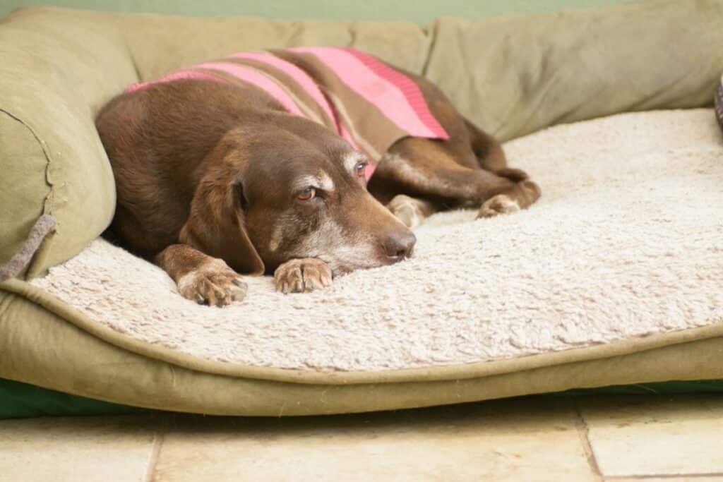 7 Common Signs of Arthritis in Dogs