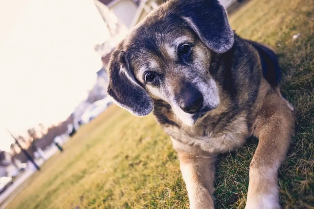 7 Common Signs of Arthritis in Dogs