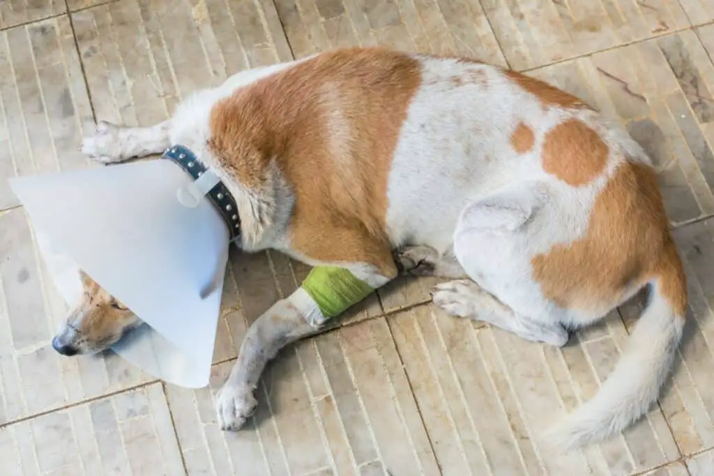 A Closer Look at Canine Pain Relief Solutions