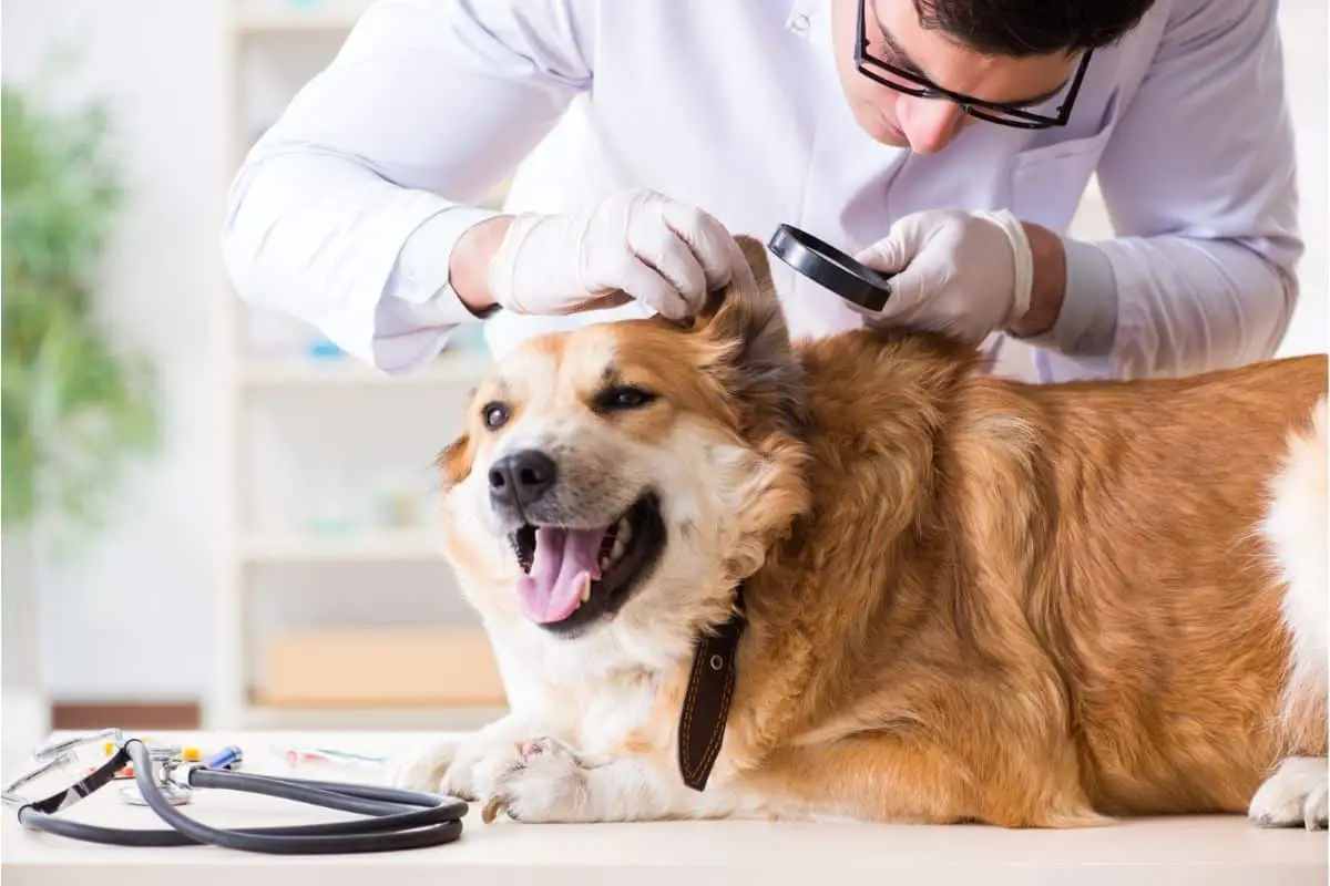 what is pododermatitis in a dog