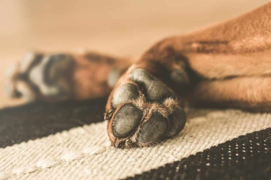 All You Need to Know About Hyperkeratosis in Dogs