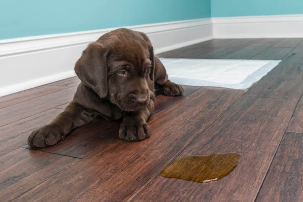 Best Answer What Will Deter A Dog From Peeing In The House