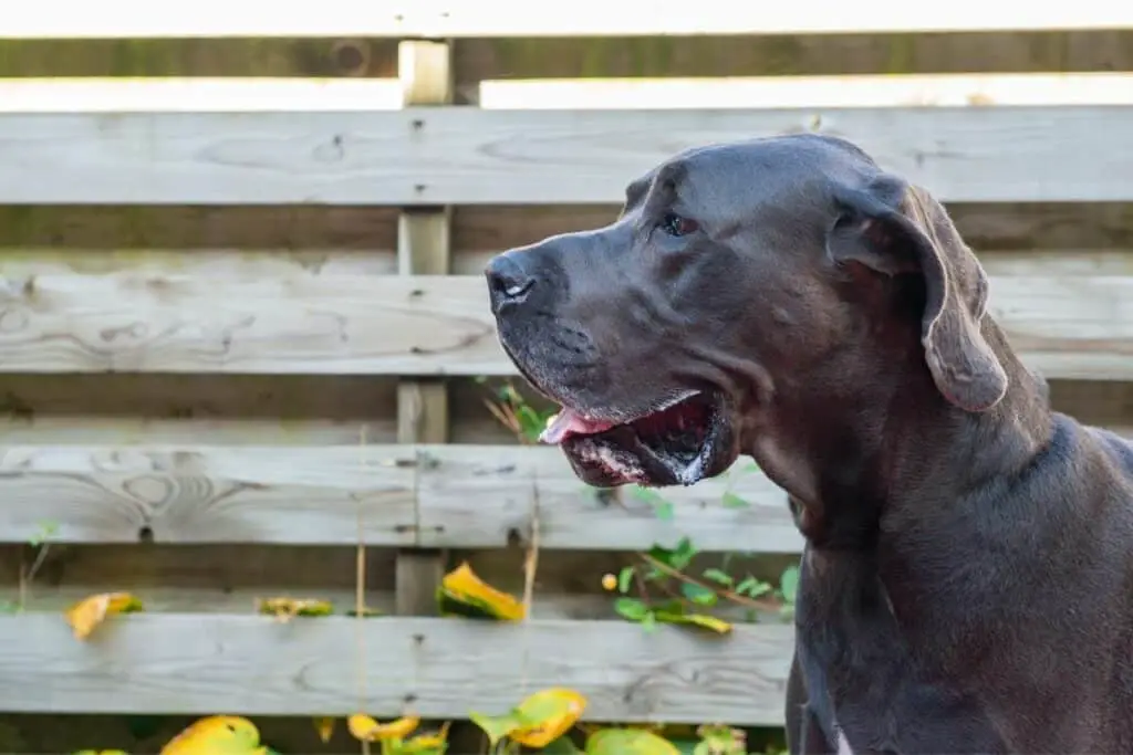 Best Answer: Why Is My Dog Foaming At The Mouth And Shaking?