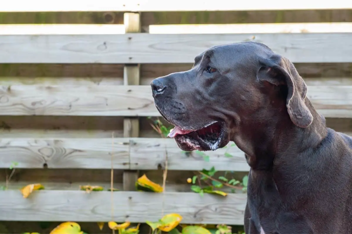 do dogs foam at the mouth when having a seizure