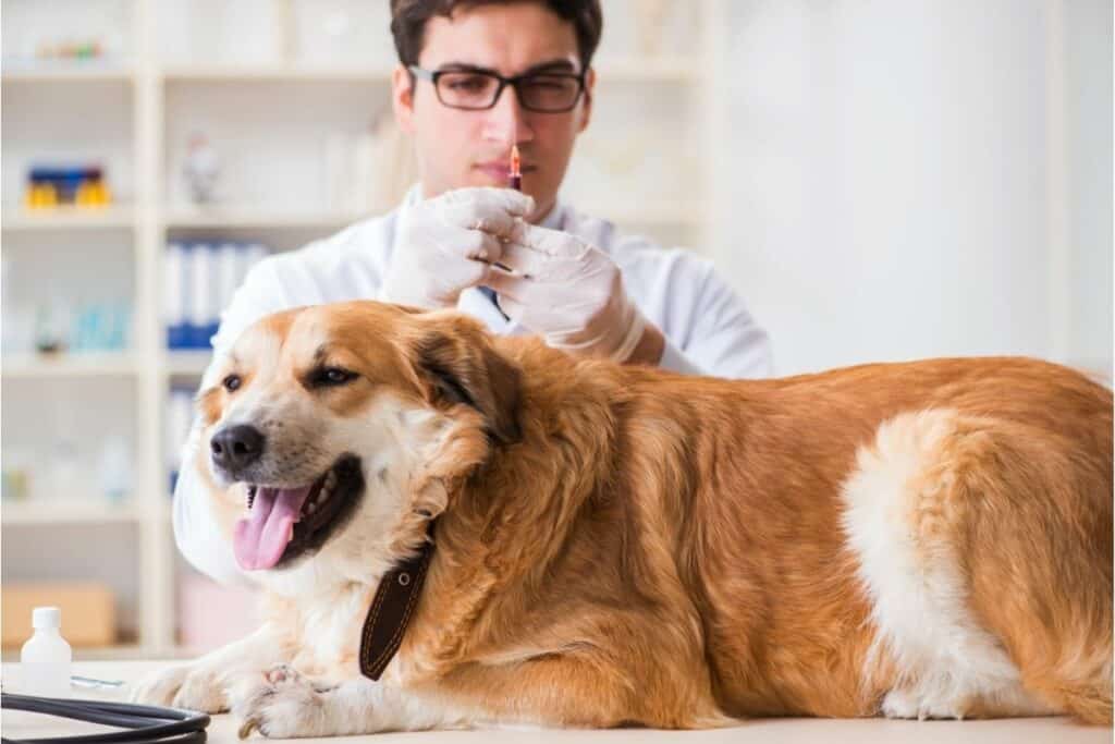 Can Cortizone 10 Be Used On Dogs