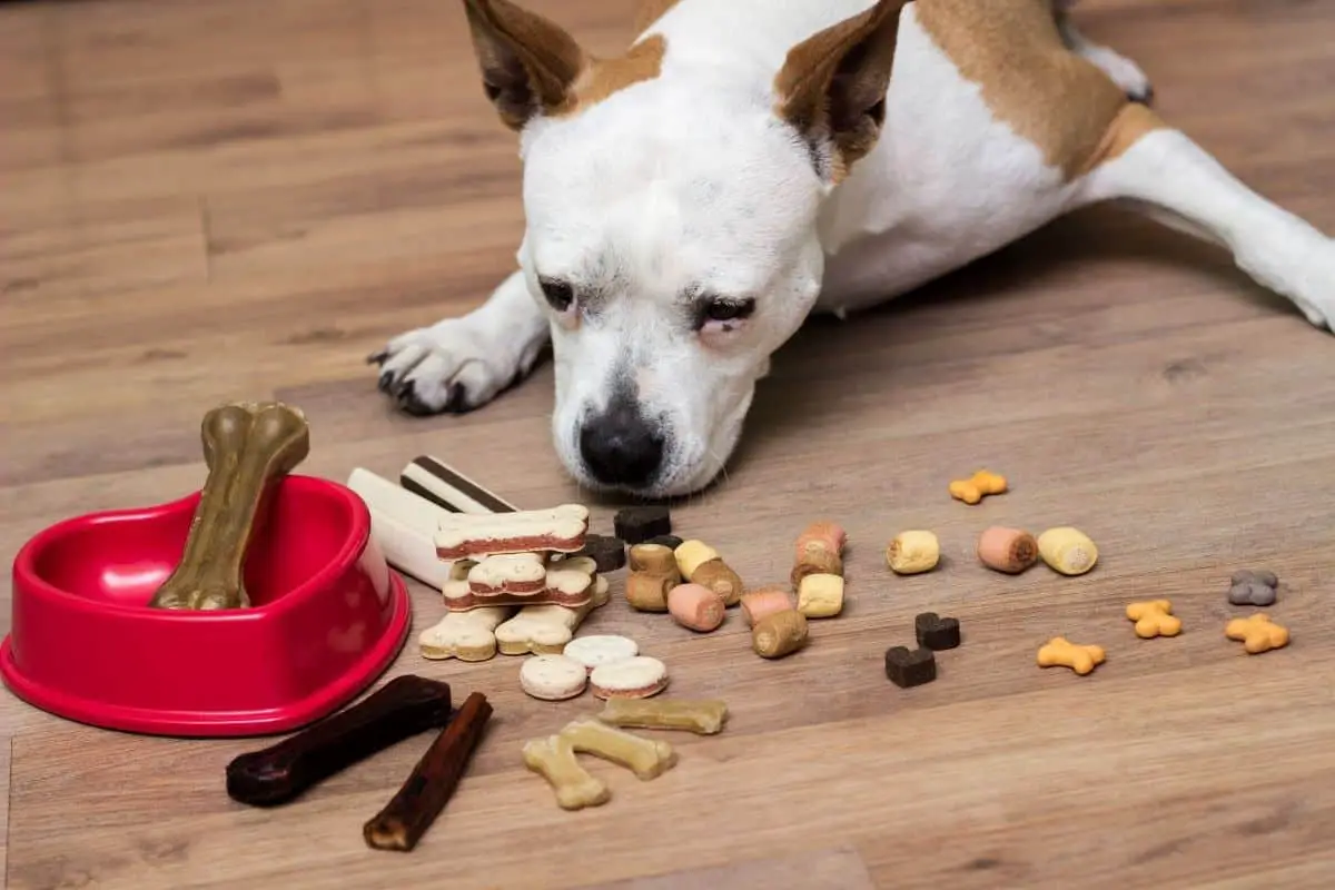 are pine cones good for dogs