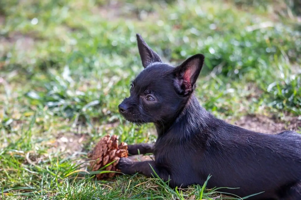 are pine cones good for dogs