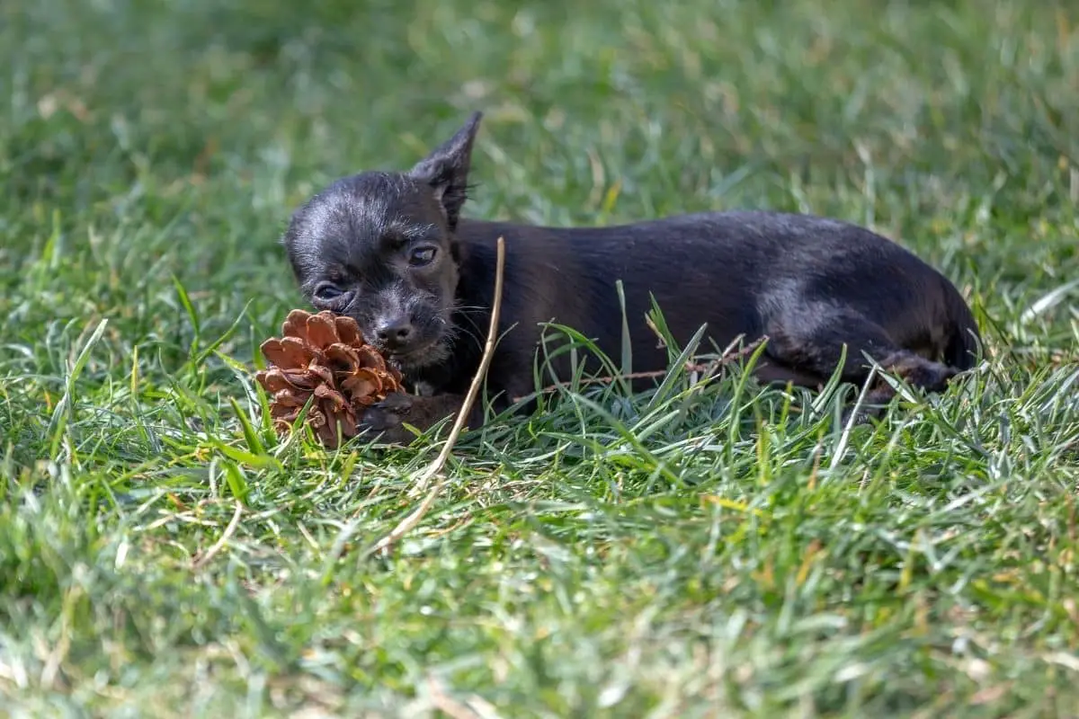 can-dogs-chew-on-pine-cones