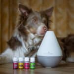Can I Use An Essential Oil Diffuser Around My Dog?
