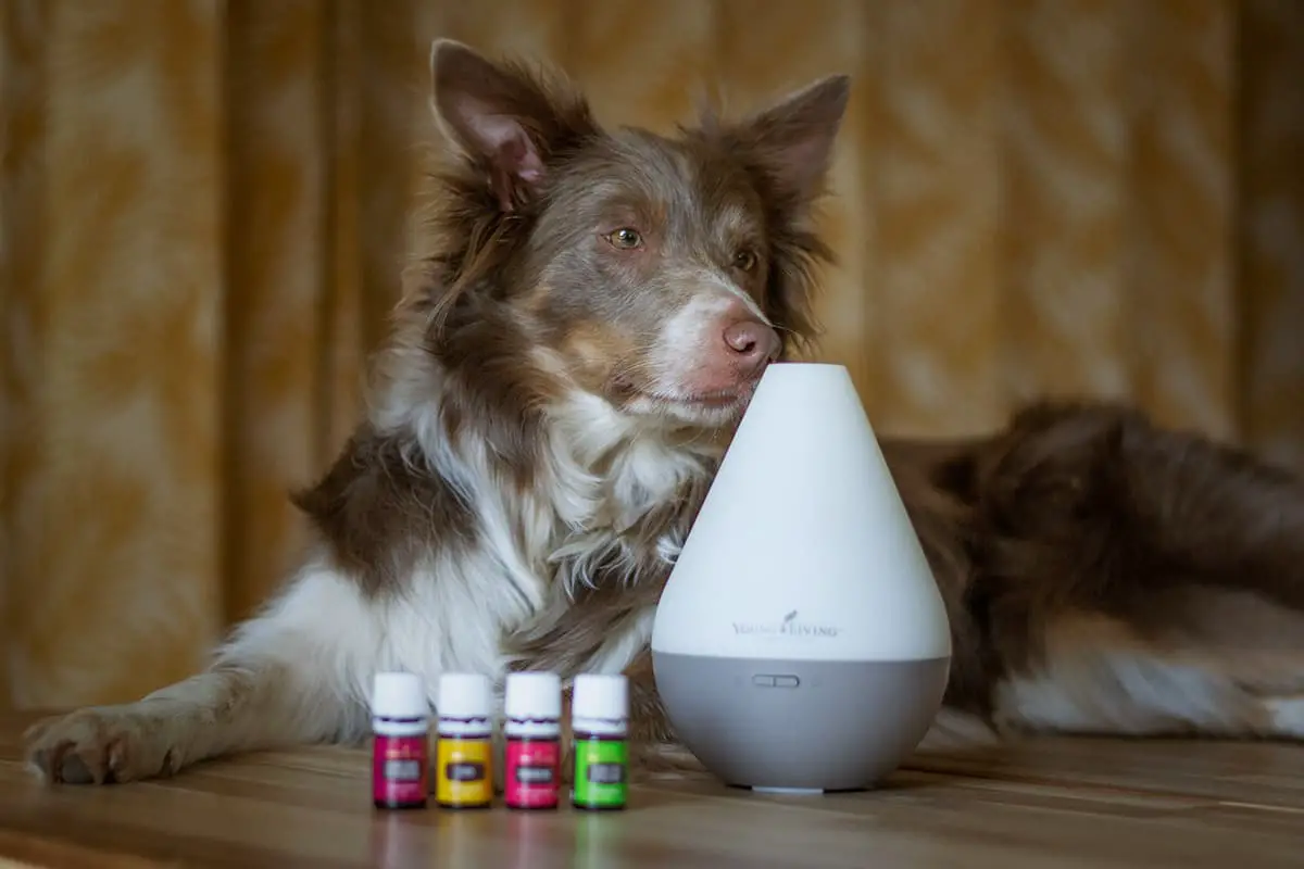 are diffusing essential oils safe for dogs