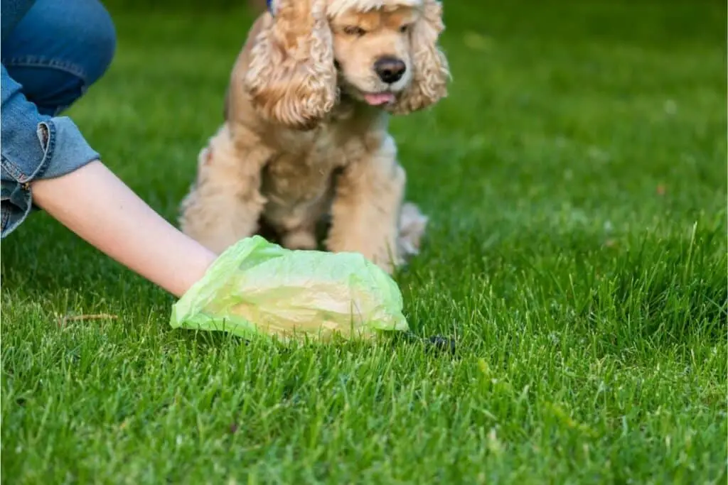 Clean Up After Him Regularly