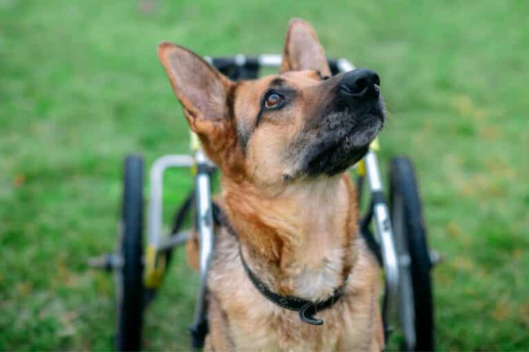 Degenerative Myelopathy In Dogs What Pet Owners Should Know