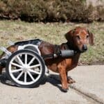 Degenerative Myelopathy In Dogs: What Pet Owners Should Know