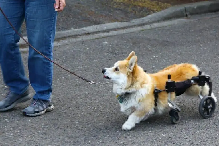 Degenerative Myelopathy In Dogs What Pet Owners Should Know