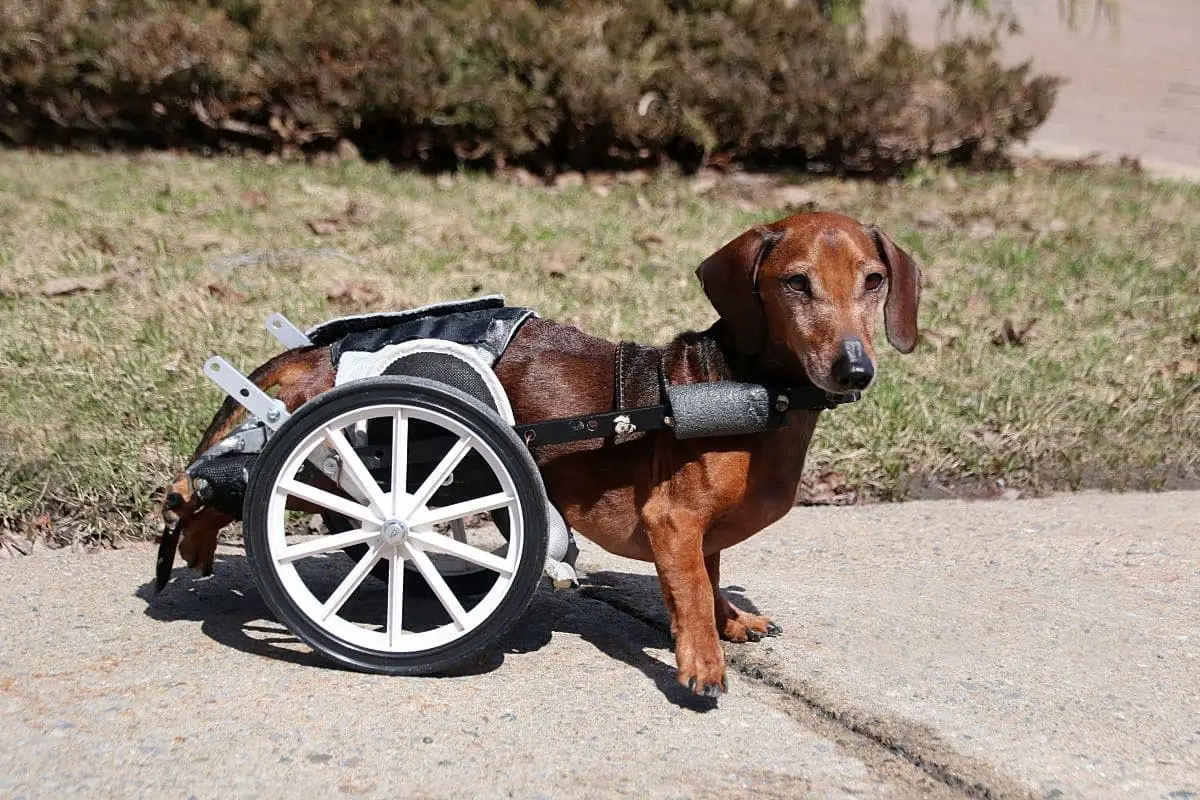 do dogs with degenerative myelopathy have pain