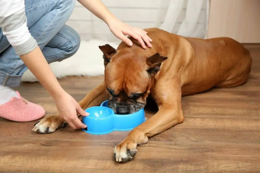 Dog Dehydration How to Keep Your Dog Properly Hydrated