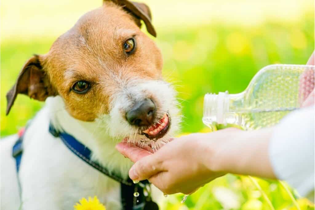 Dog Dehydration How to Keep Your Dog Properly Hydrated