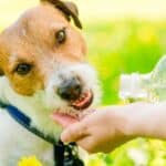 Dog Dehydration: How To Keep Your Dog Properly Hydrated