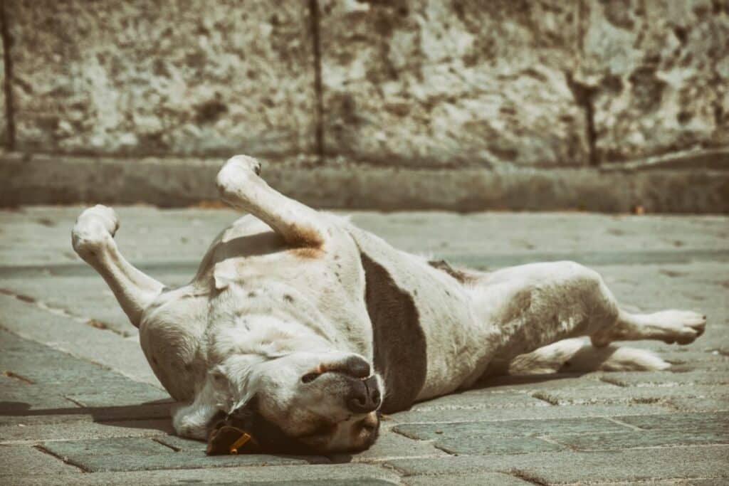 Everything You Need to Know About Back Pain in Dogs