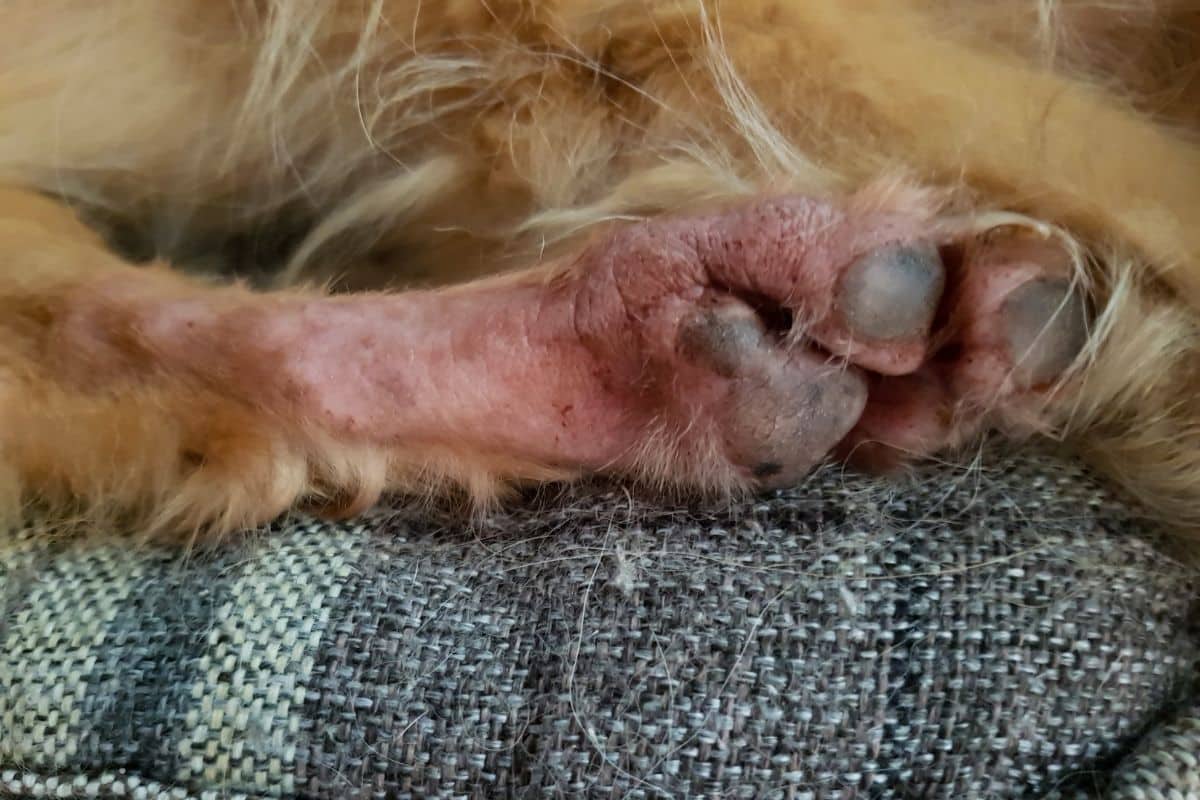 Hot Foot In Dogs: How To Prevent & Treat Canine Pododermatitis