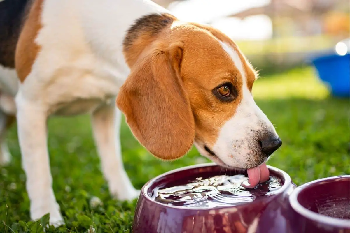 How Can You Help Your Constipated Dog At Home   How Can You Help Your Constipated Dog At Home 2 