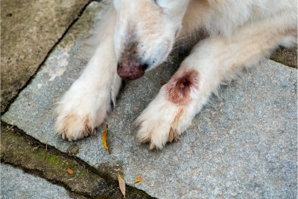 How Do I Know if My Dog Has a Botfly