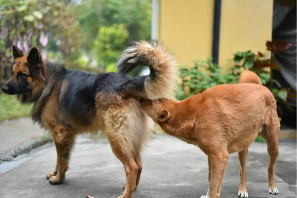 how does a male dog act when a female is in heat?