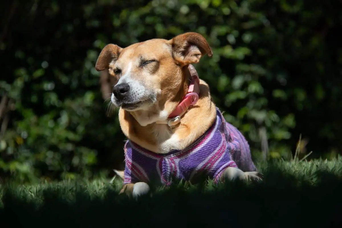 How Long Does A Female Dog Period Last 