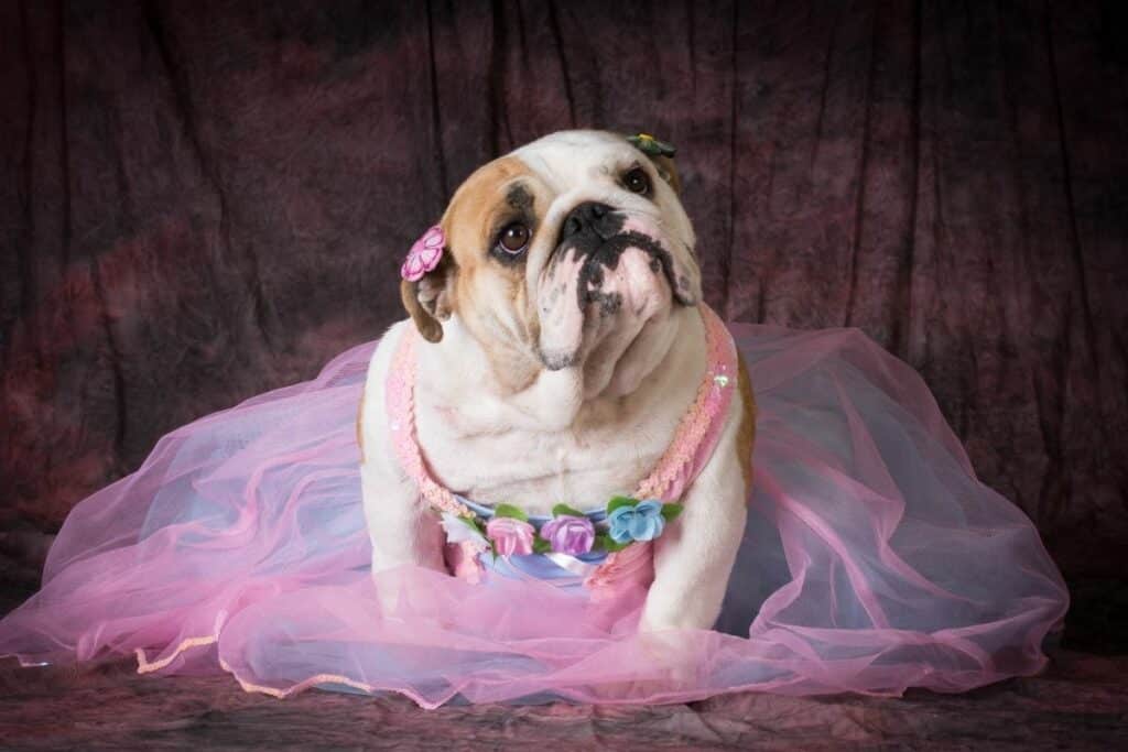 How Long Does A Female Dog Period Last 