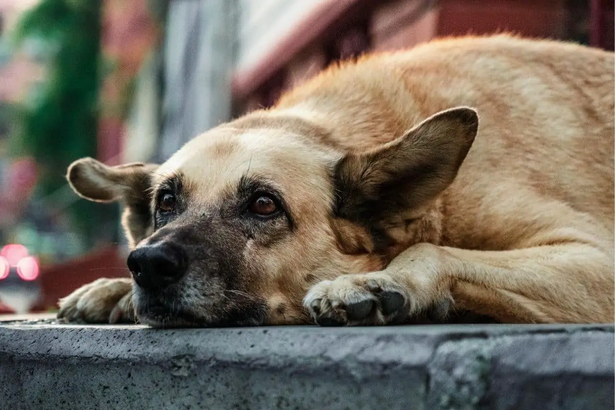 how much benadryl to give a 7 pound dog