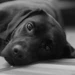 How Much Benadryl Is Fatal For A Dog?