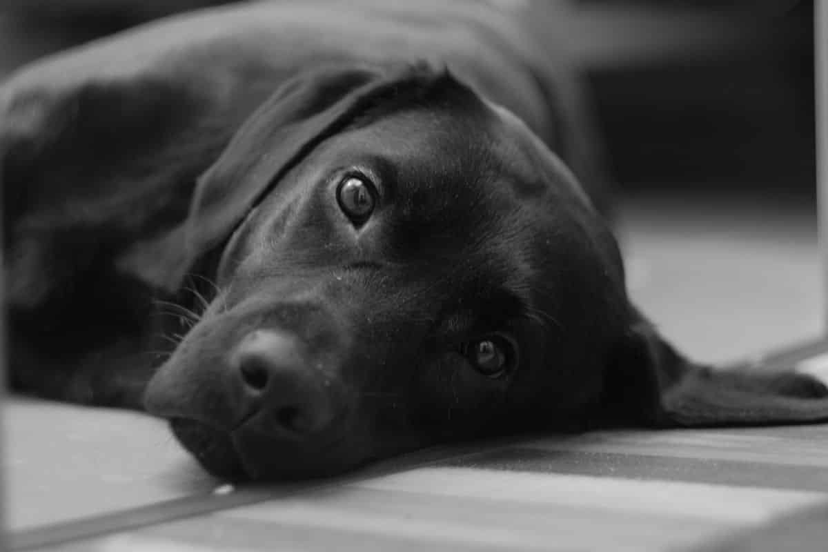How Much Benadryl Is Fatal For A Dog