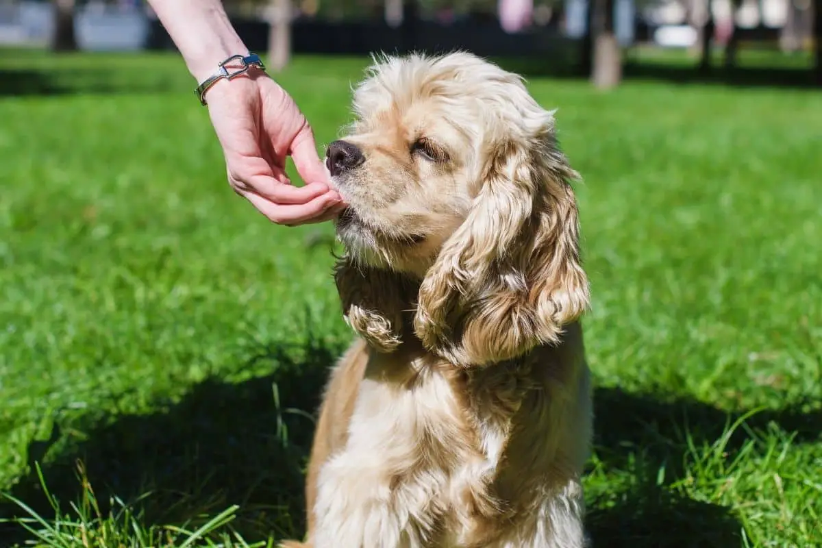 how-much-trazodone-can-you-give-your-dog