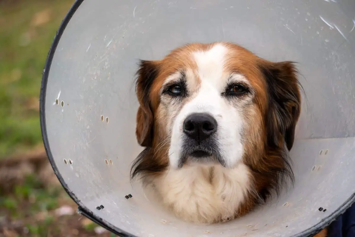 How long should a dog wear a cone after neutering