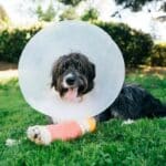 How Long Should A Dog Wear A Cone After Neutering?