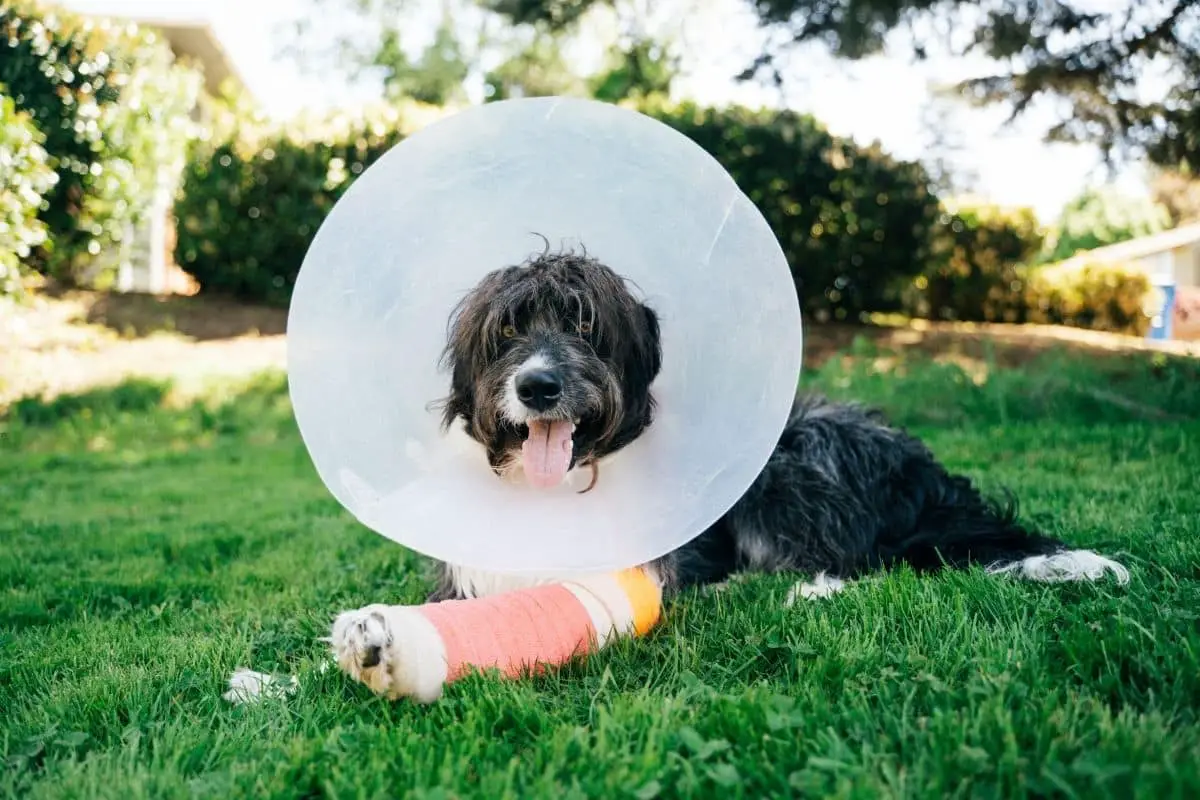 how long do dogs wear a cone after spaying