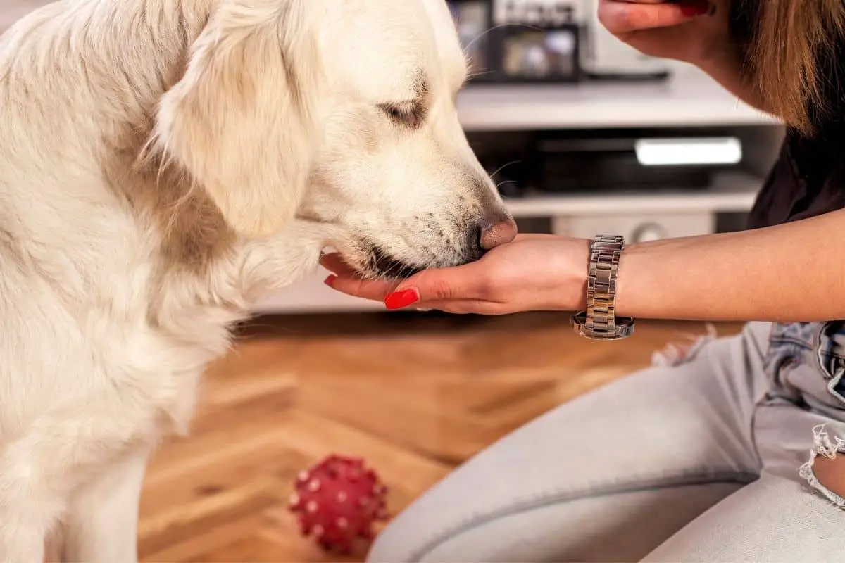 how long does it take for pepto bismol to work on a dog