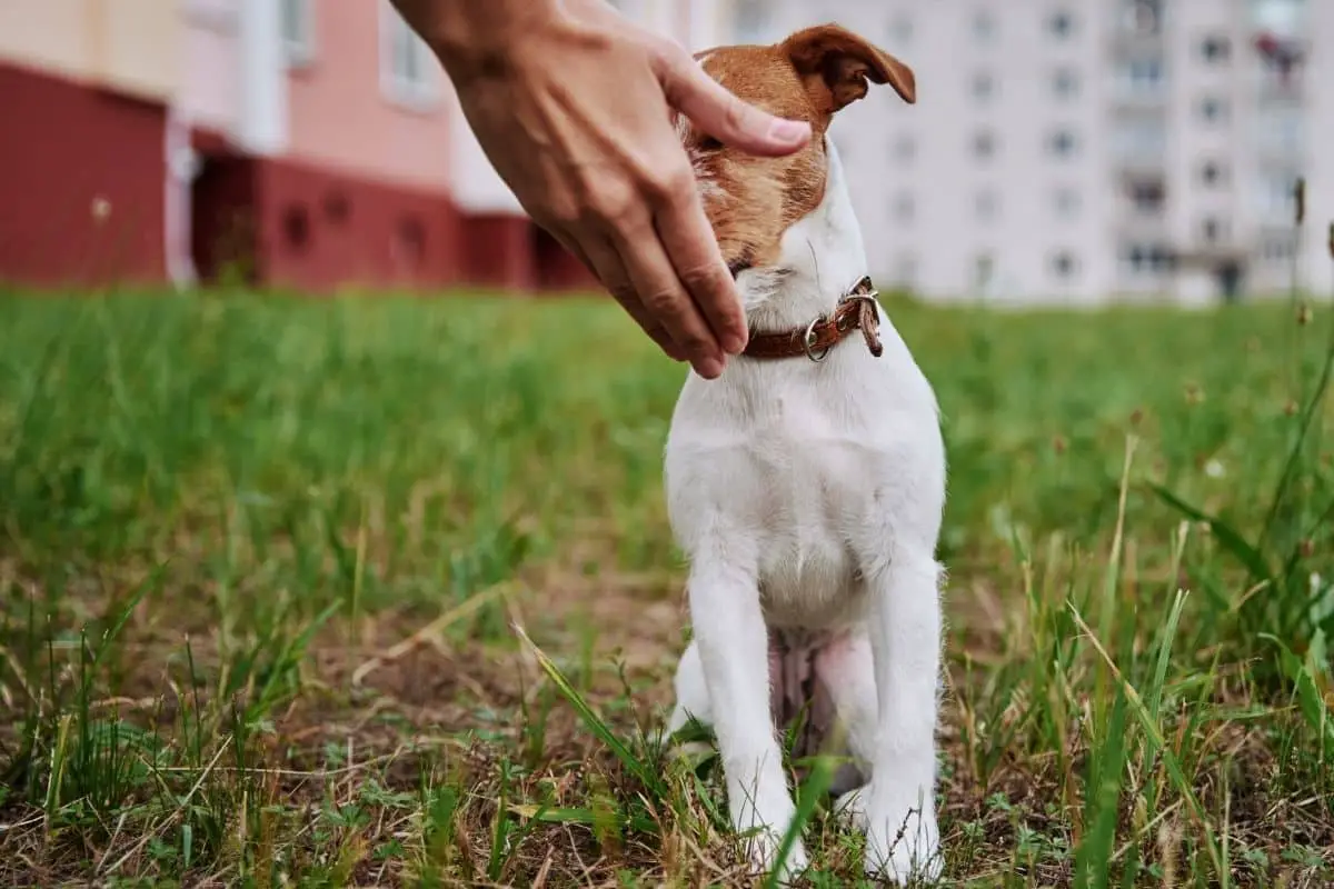 how long does it take for pepto bismol to work on a dog