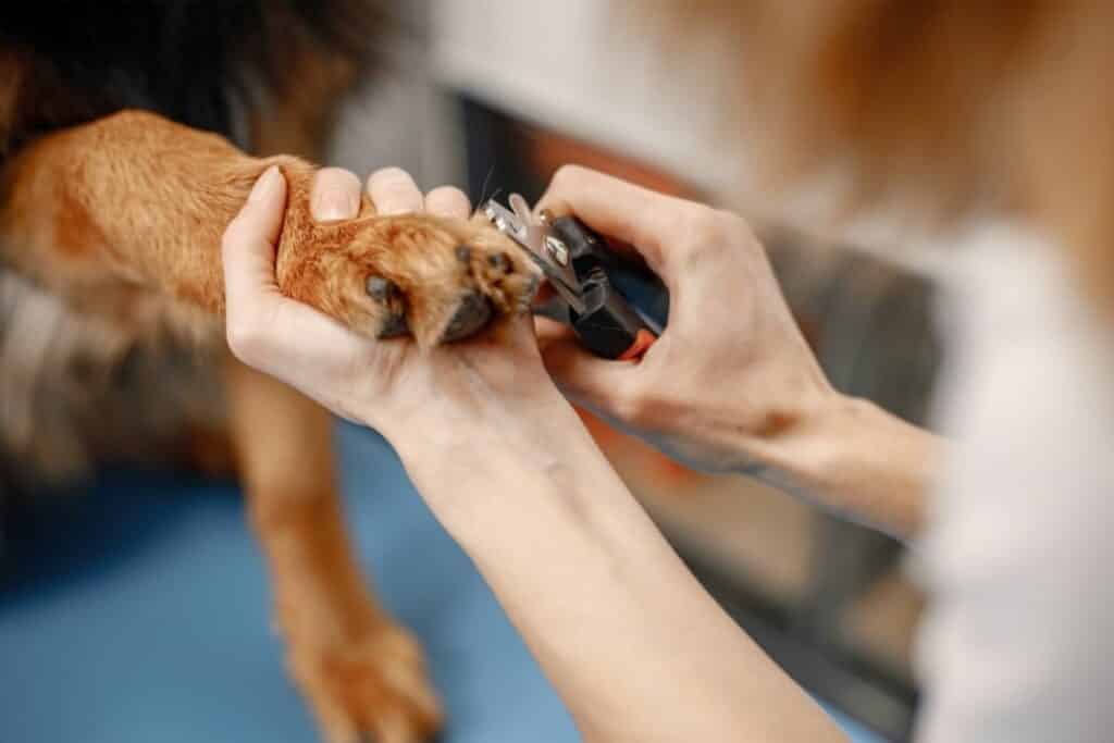 how do you trim severely overgrown dog nails