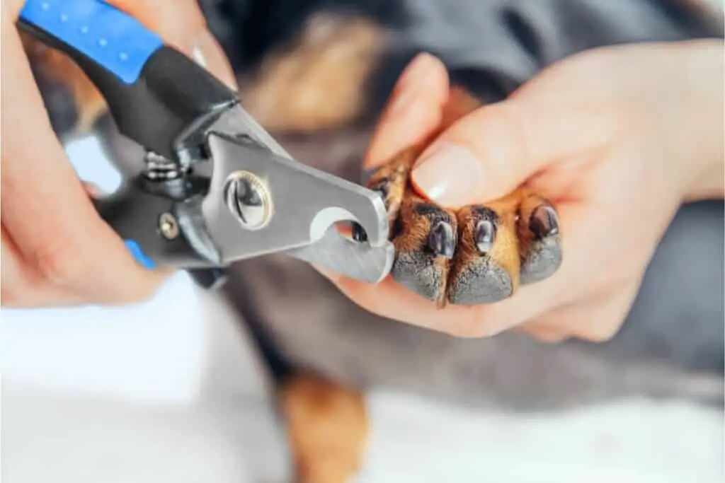 How to Trim Dog Nails That Are Overgrown