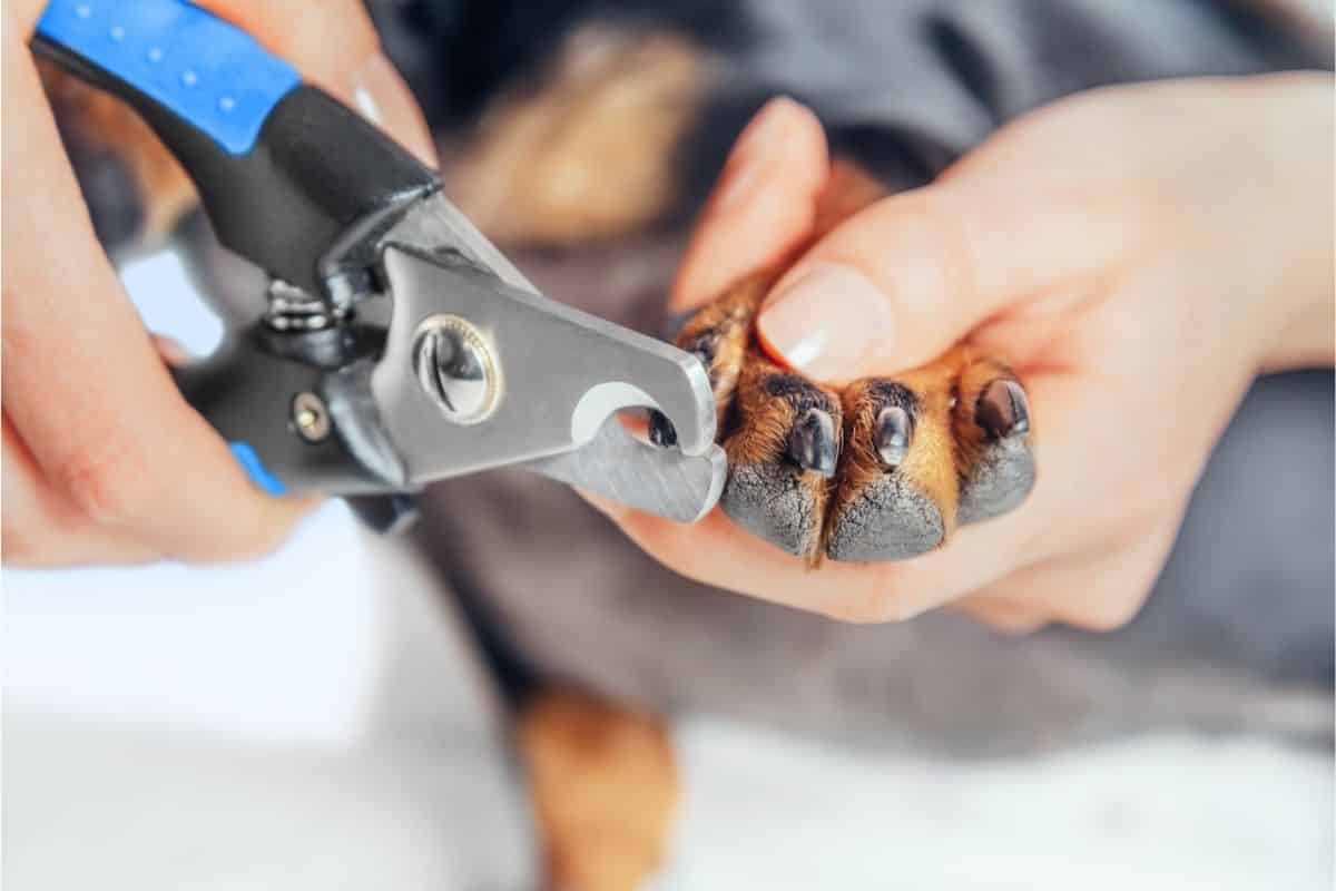 How to Trim Overgrown Dog Nails