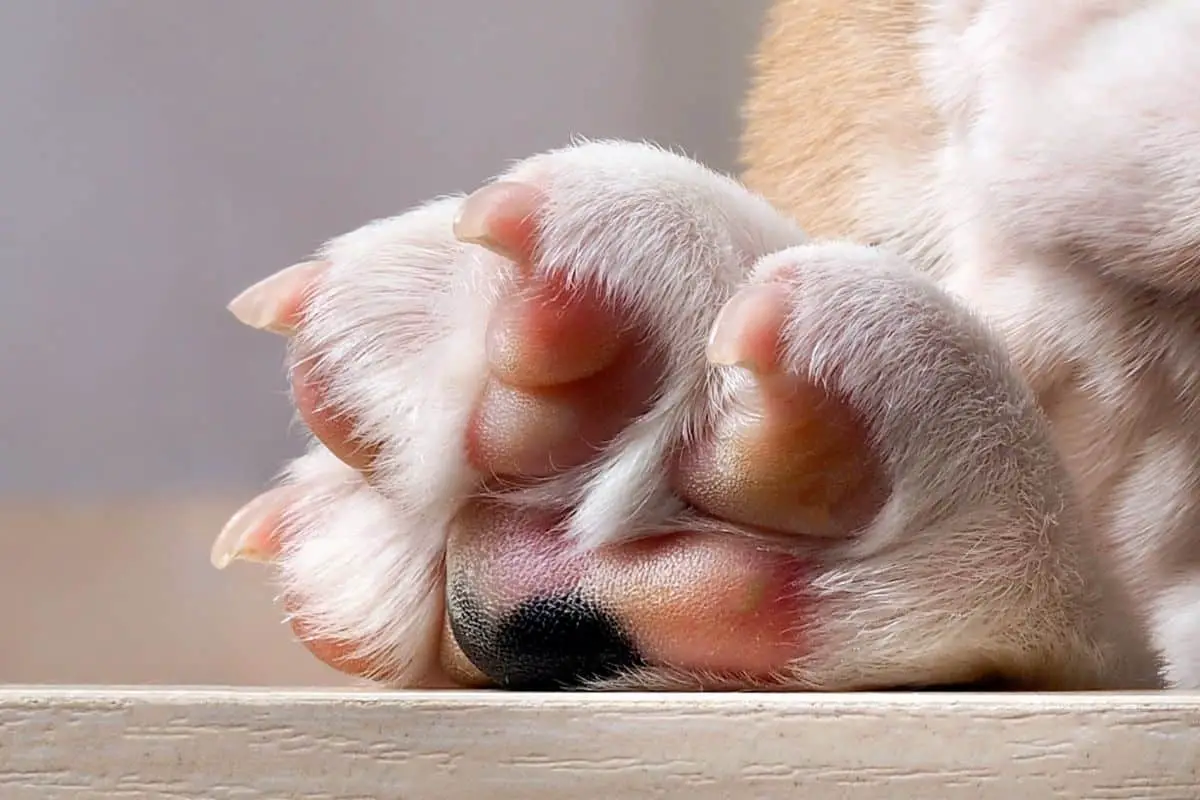 why do some dogs have pink paws