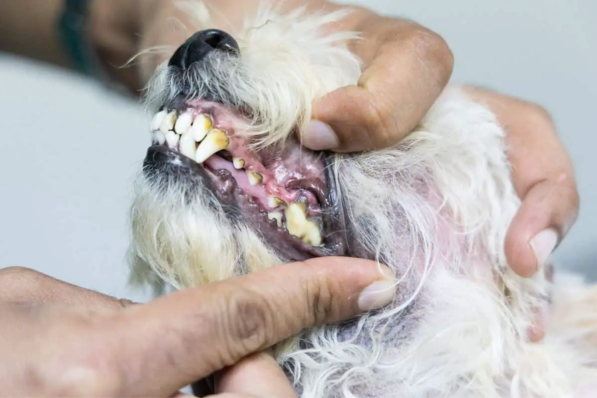 Quick Answer: How Can I Help My Dog’s Rotting Teeth?