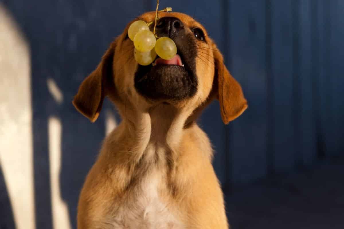 what happens if my dog ate a grape