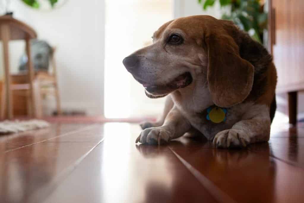 Relieving Dog Arthritis with Natural Remedies