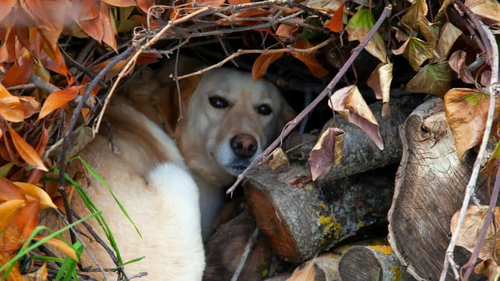 Shaking, Shivering and Trembling in Dogs