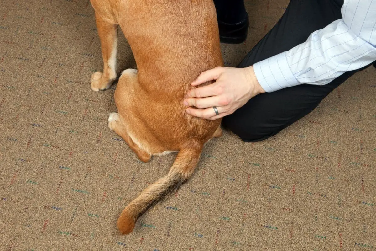 Short Spine Syndrome In Dogs Causes Treatment
