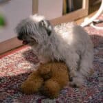 Should I Let My Dog Hump Stuffed Animals?